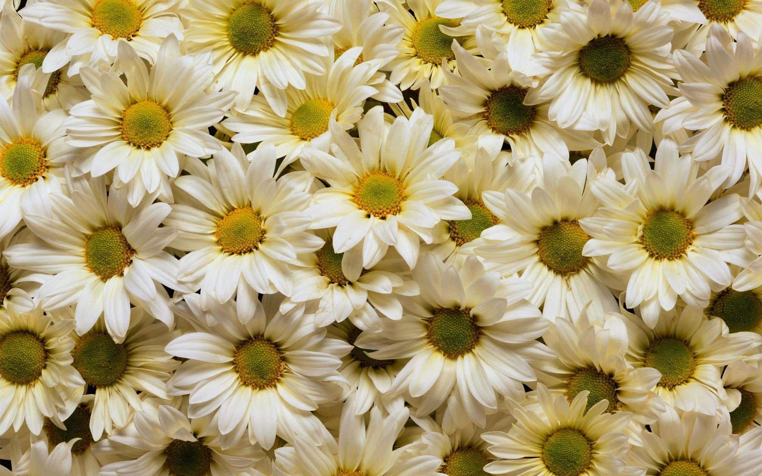 white daisies, yellow centers, soft natural light, 2K Desktop Wallpaper