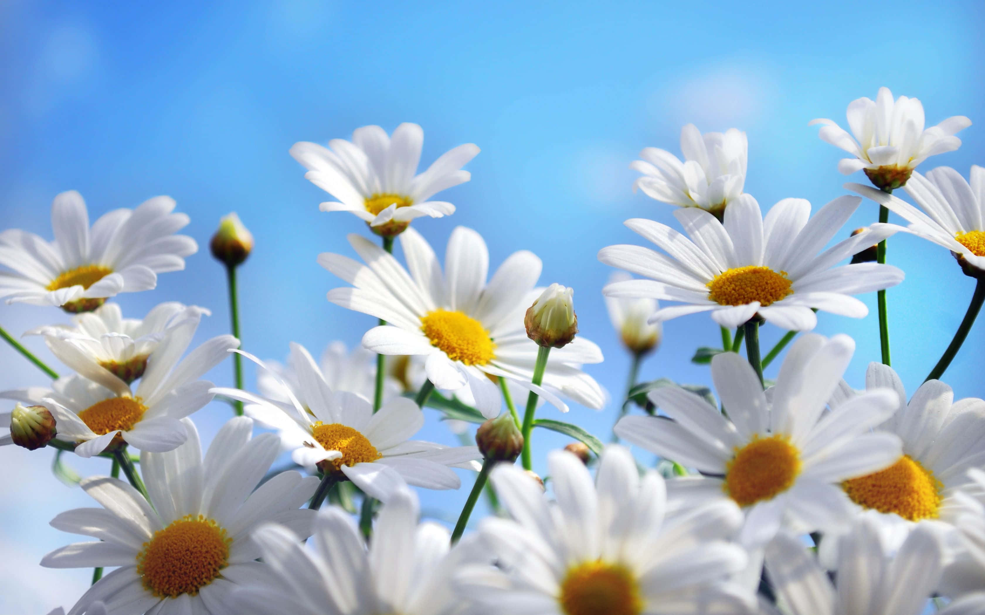 Daisy Laptop, white daisies, golden centers, 2K Desktop Wallpaper