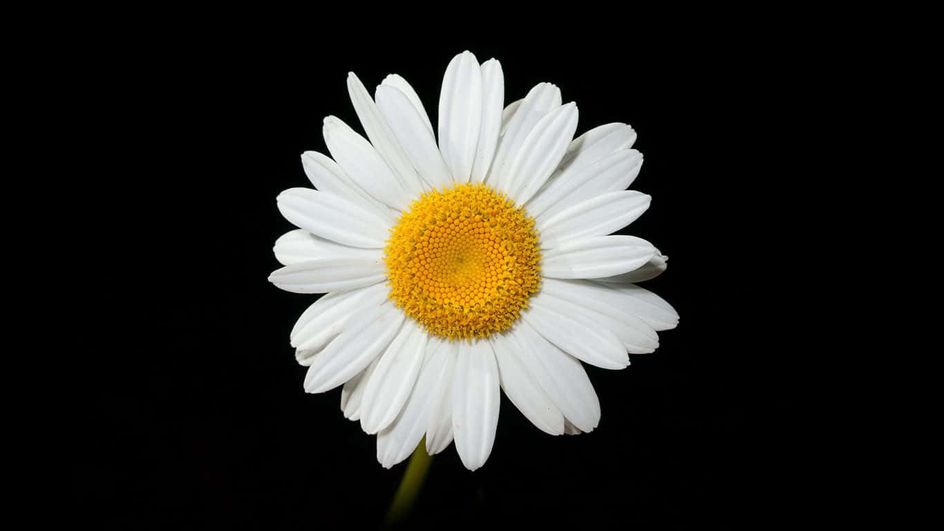 Daisy Laptop, daisy, white petals, HD Desktop Wallpaper