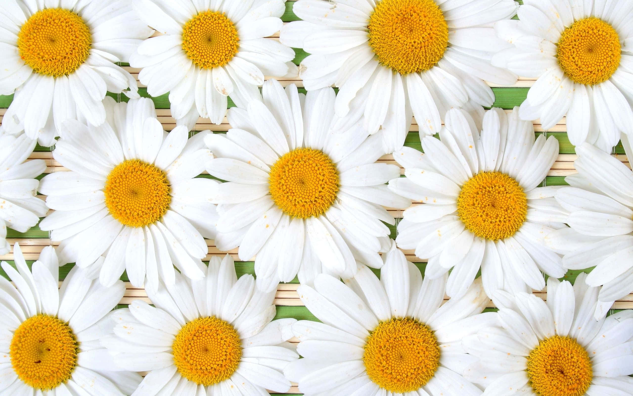 daisy laptop, white daisies, bright yellow centers, 2K Desktop Wallpaper