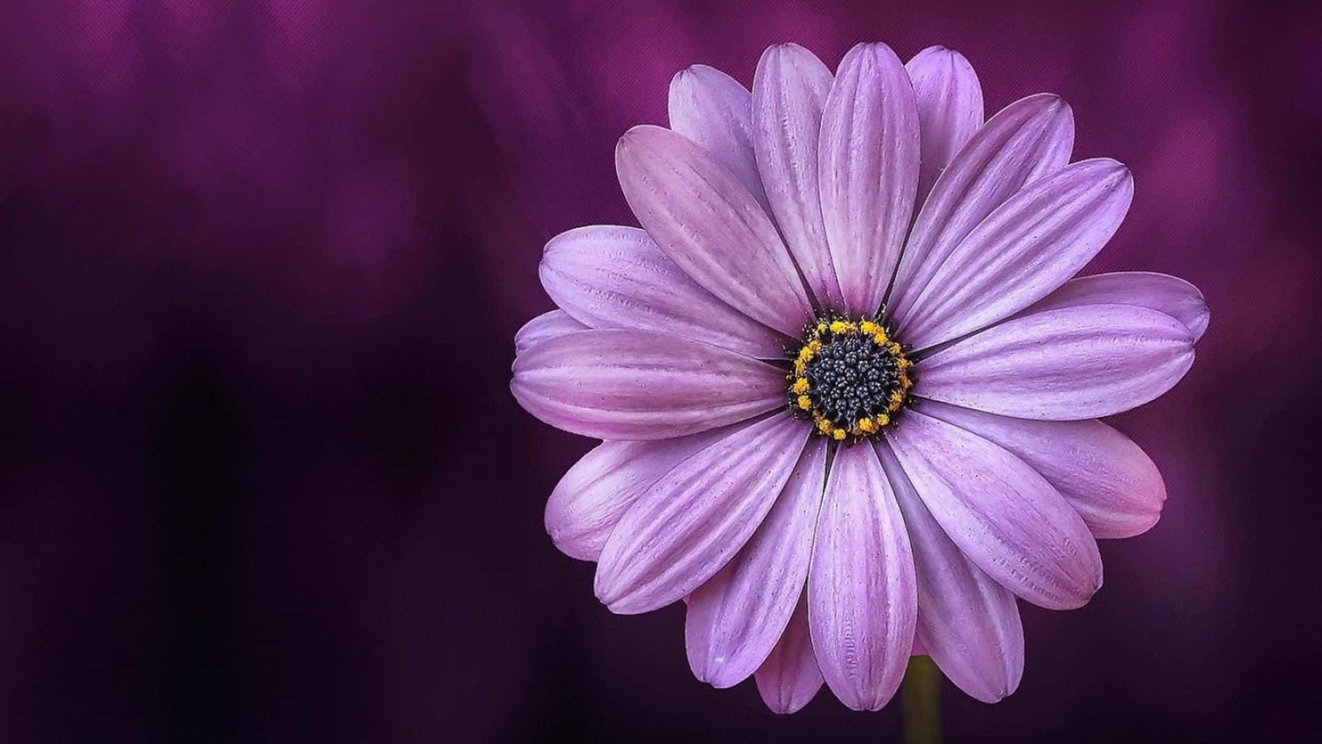 Daisy Laptop, purple daisy, dew drops, Full HD Desktop Wallpaper