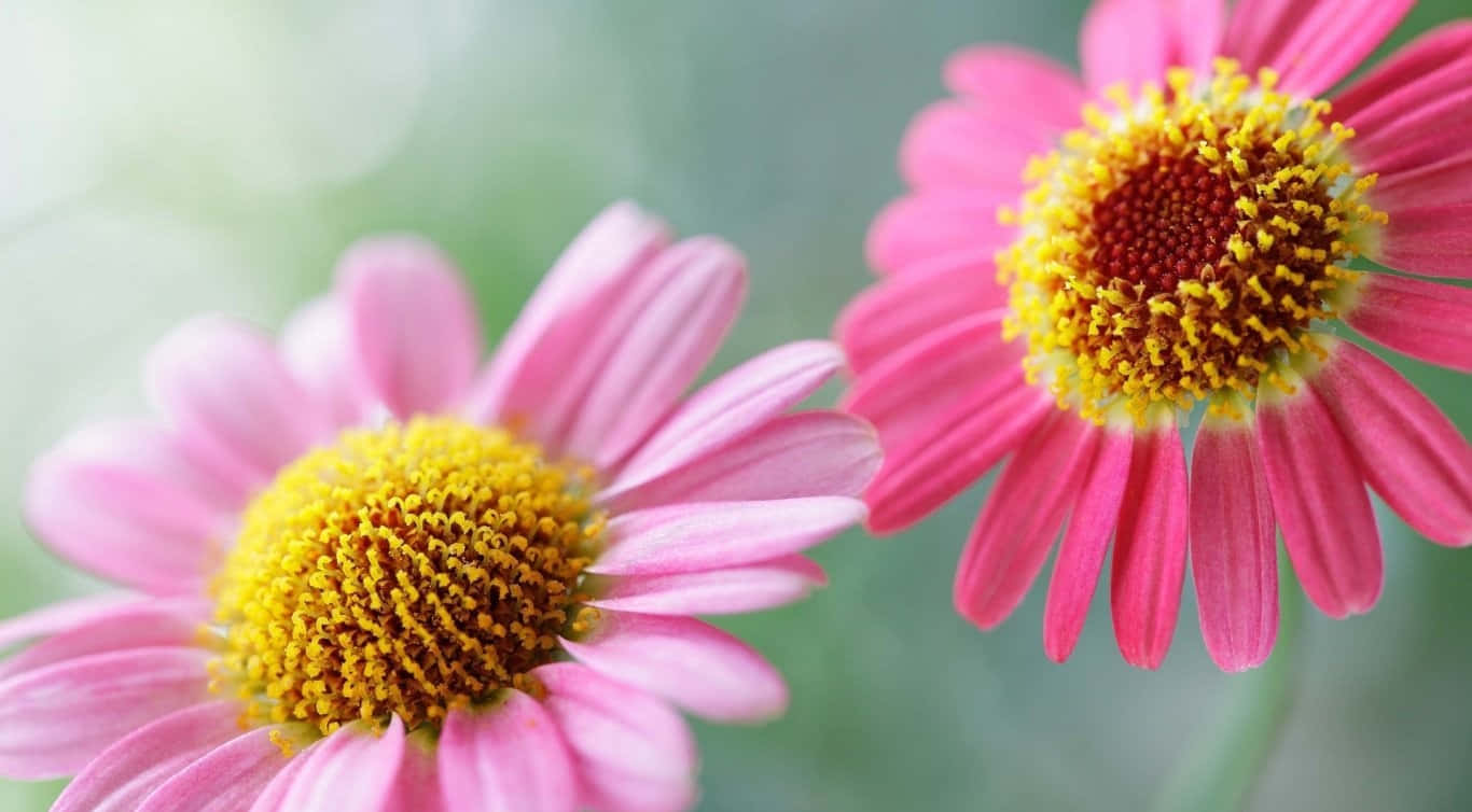 Daisy Laptop, pink daisies, yellow centers, HD Desktop Wallpaper