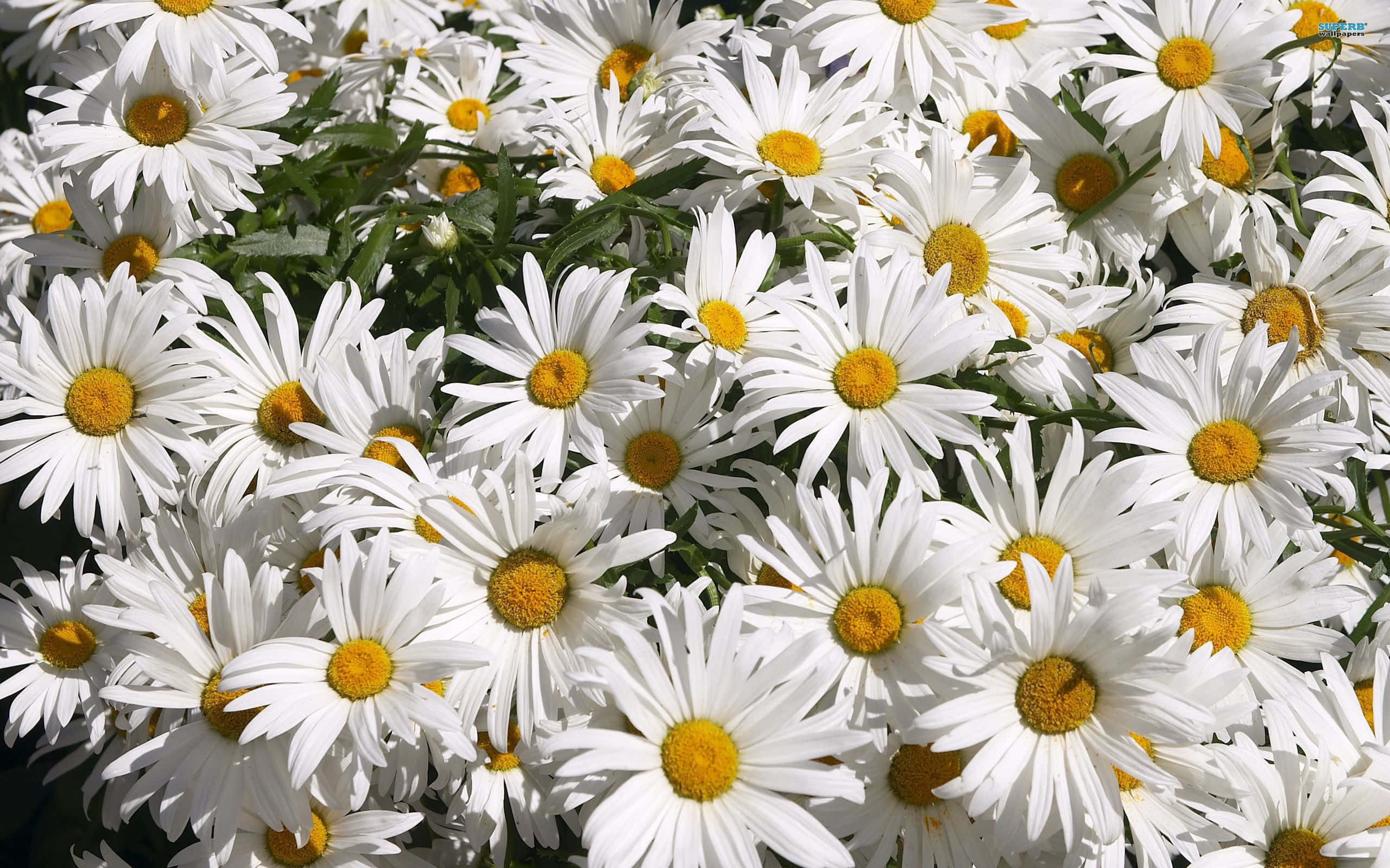 Daisy Laptop, white daisies, bright yellow centers, 2K Desktop Wallpaper