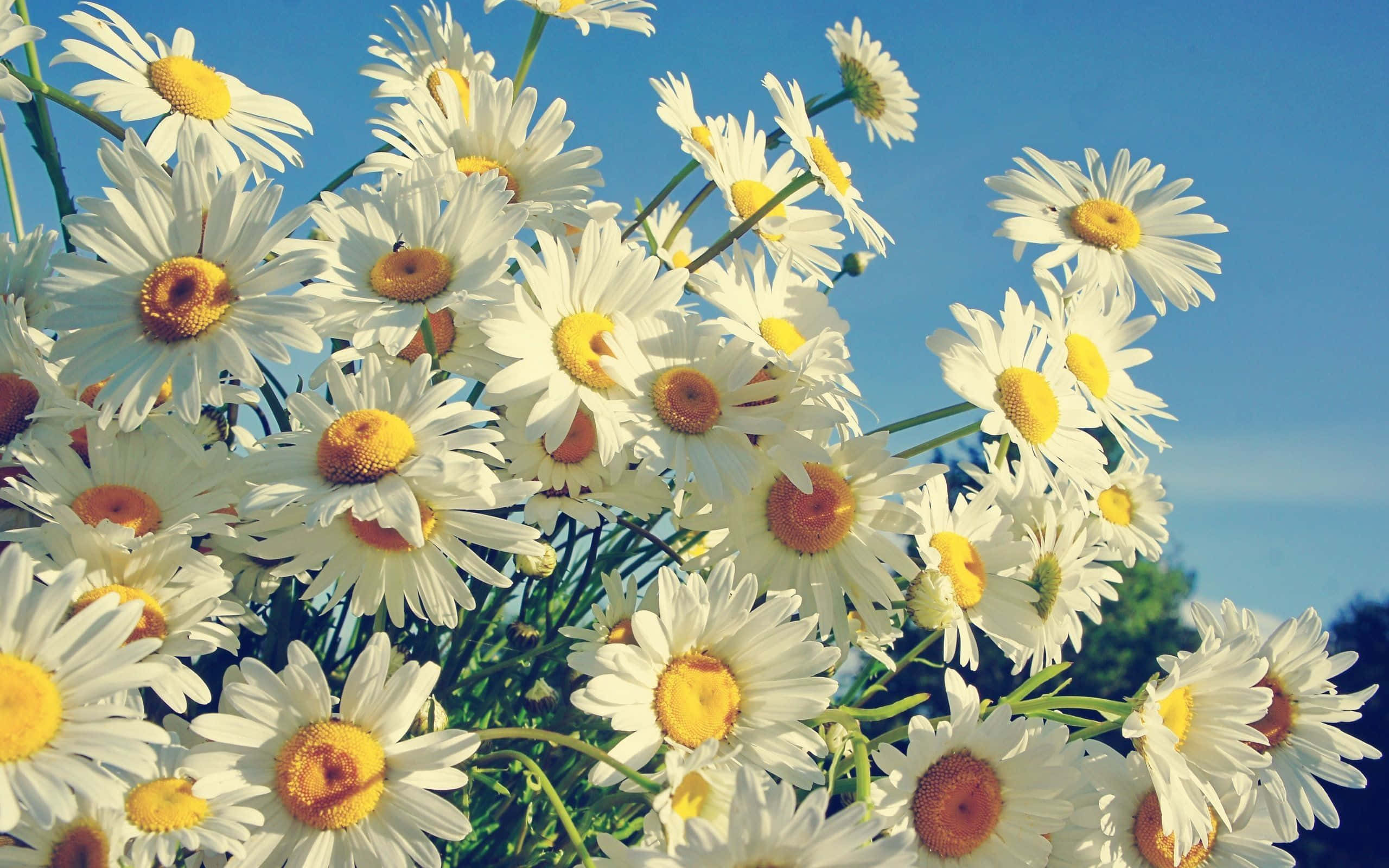 Daisy Laptop, white daisies, yellow centers, 2K Desktop Wallpaper