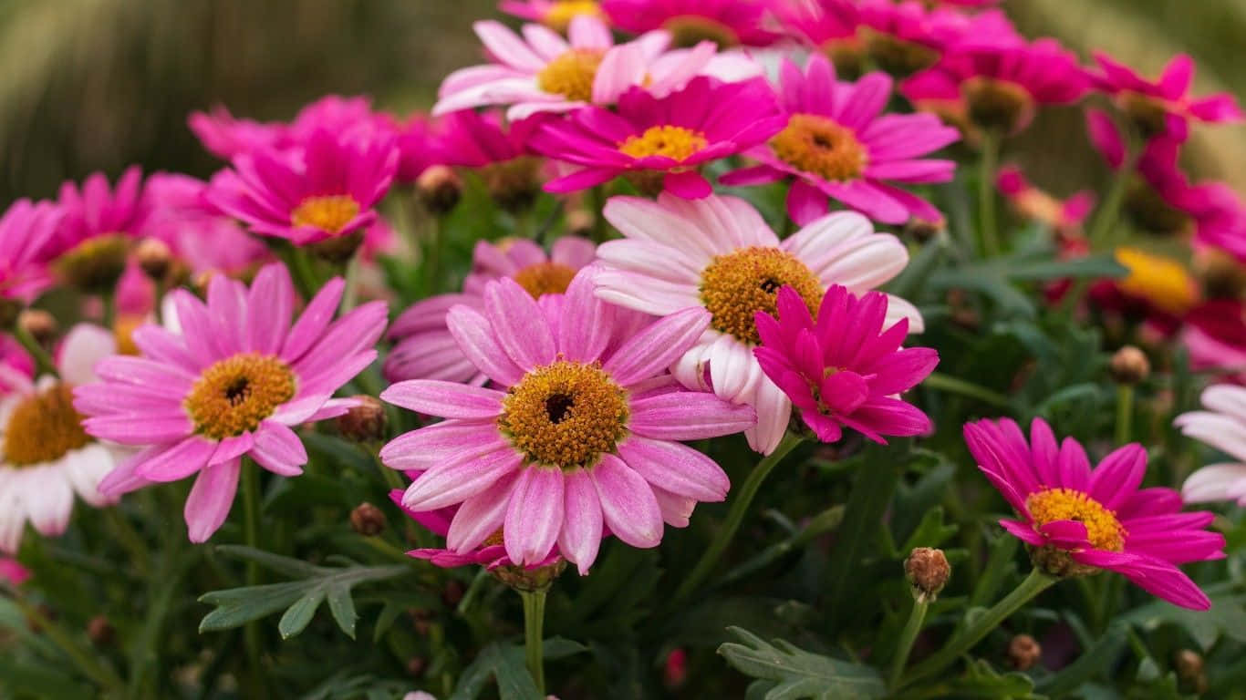 Daisy Laptop, vibrant pink, white daisies, HD Desktop Wallpaper