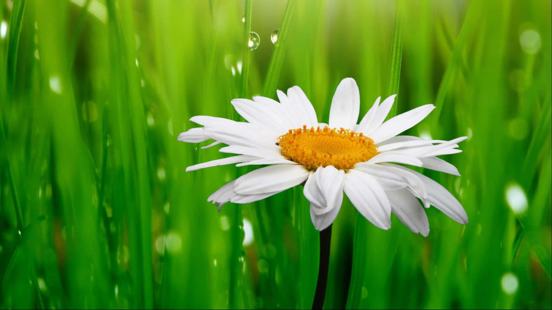 Daisy Laptop, Chromebook, white daisy, Full HD Desktop Wallpaper