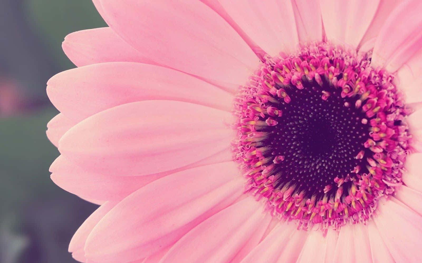 Daisy Laptop, soft pink gerbera daisy, dark purple center, HD Desktop Wallpaper