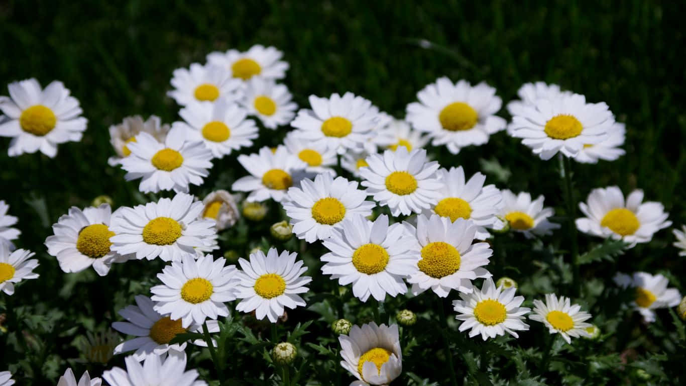 Daisy Laptop, white daisies, yellow centers, HD Desktop Wallpaper