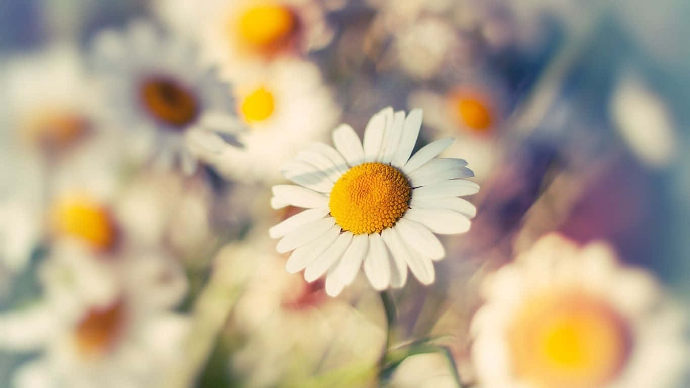 daisy laptop, vibrant daisy, white petals, HD Desktop Wallpaper