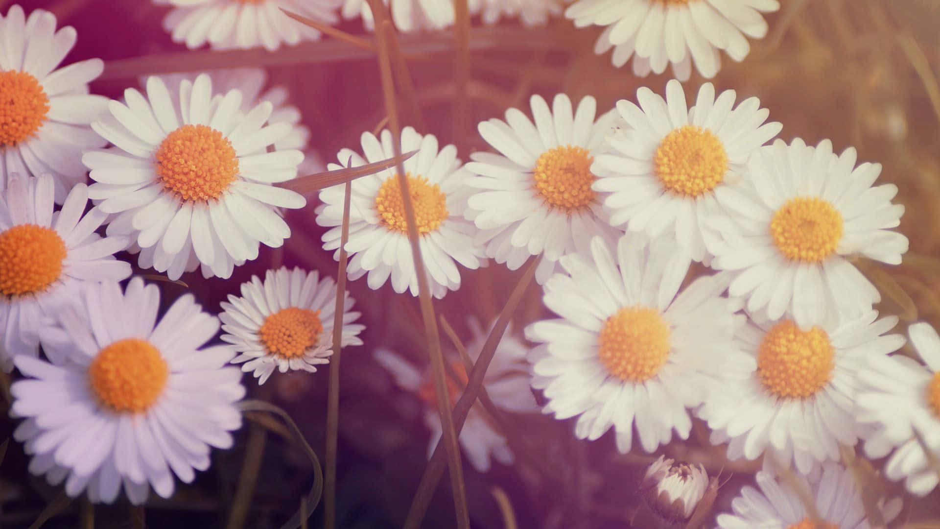 Daisy Laptop, white daisies, orange centers, Full HD Desktop Wallpaper