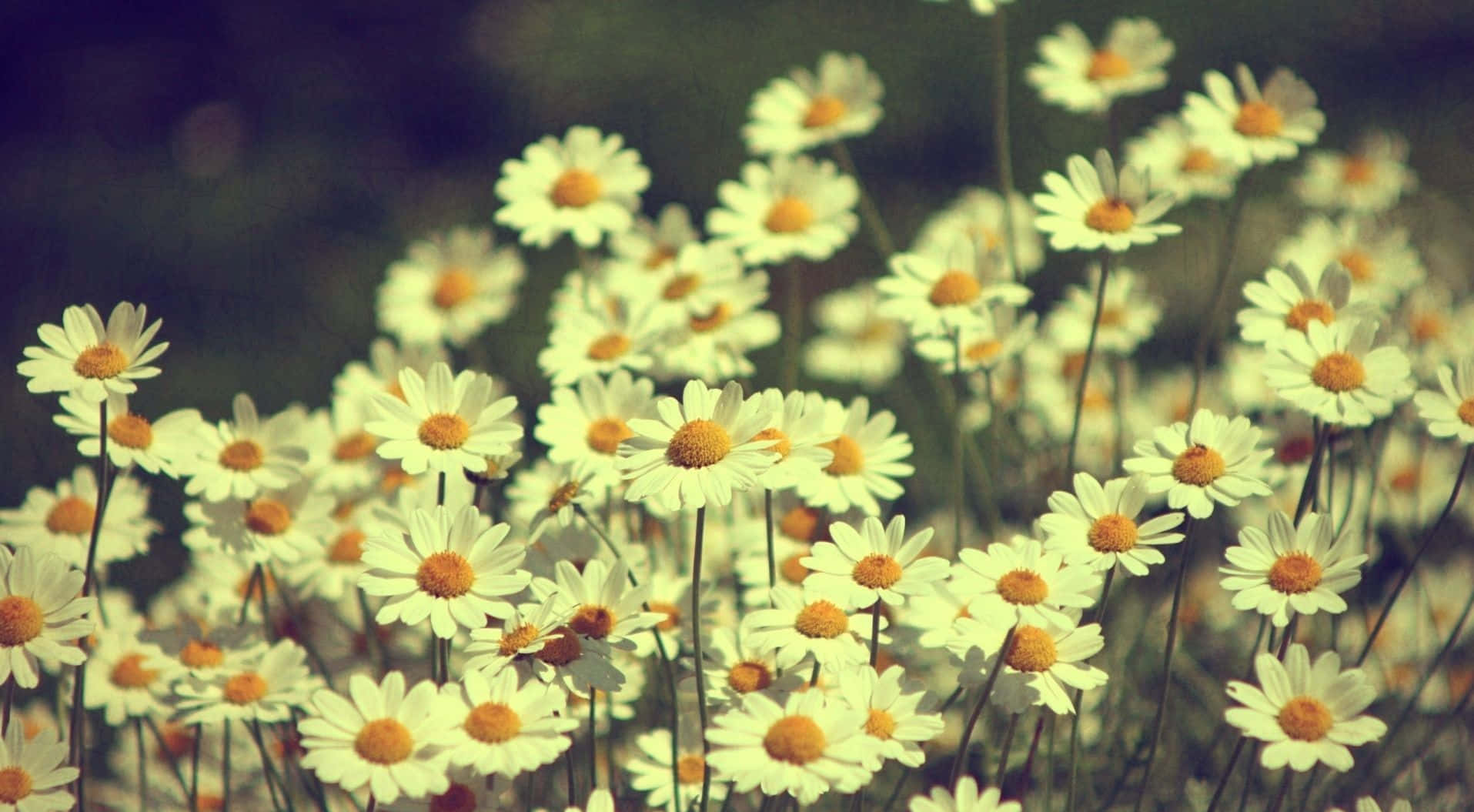 daisy laptop, sunlit field, white petals, HD Desktop Wallpaper