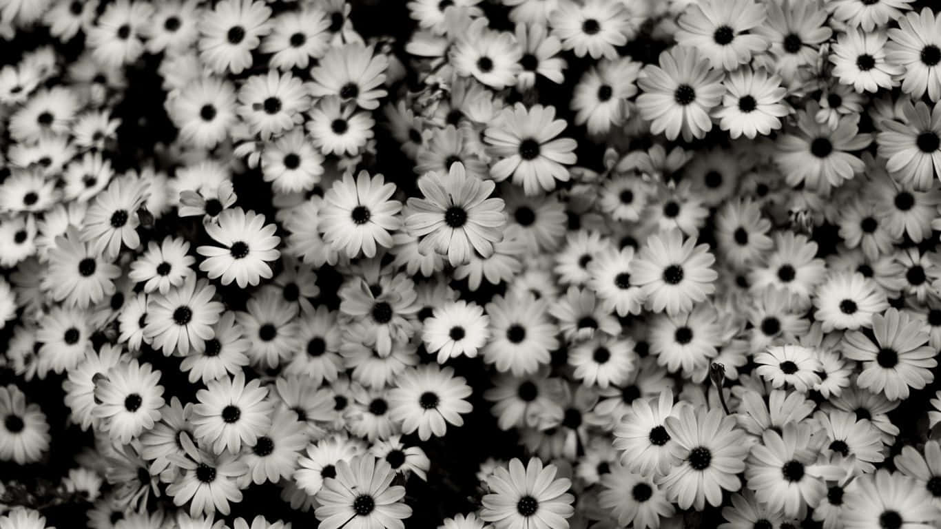 daisy laptop, black and white photo, daisies, HD Desktop Wallpaper
