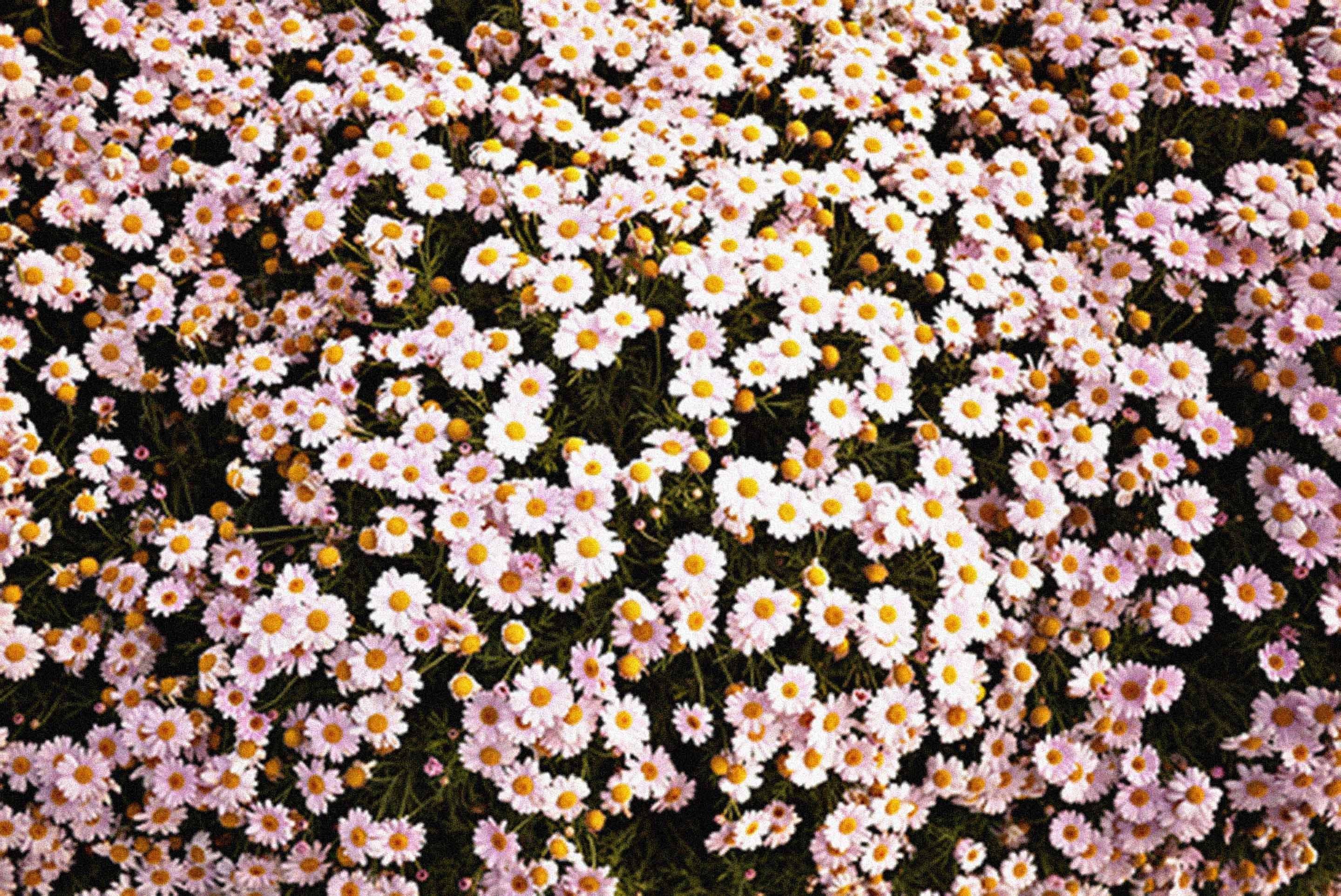 Daisy Laptop, pink and white daisies, yellow centers, 2K Desktop Wallpaper