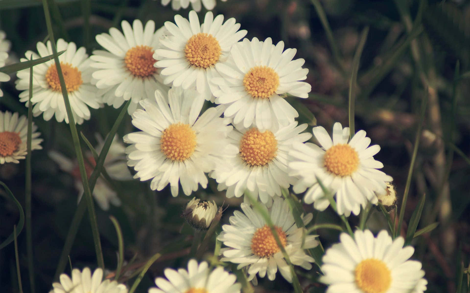Daisy Laptop, desk, grassy field, Full HD Desktop Wallpaper
