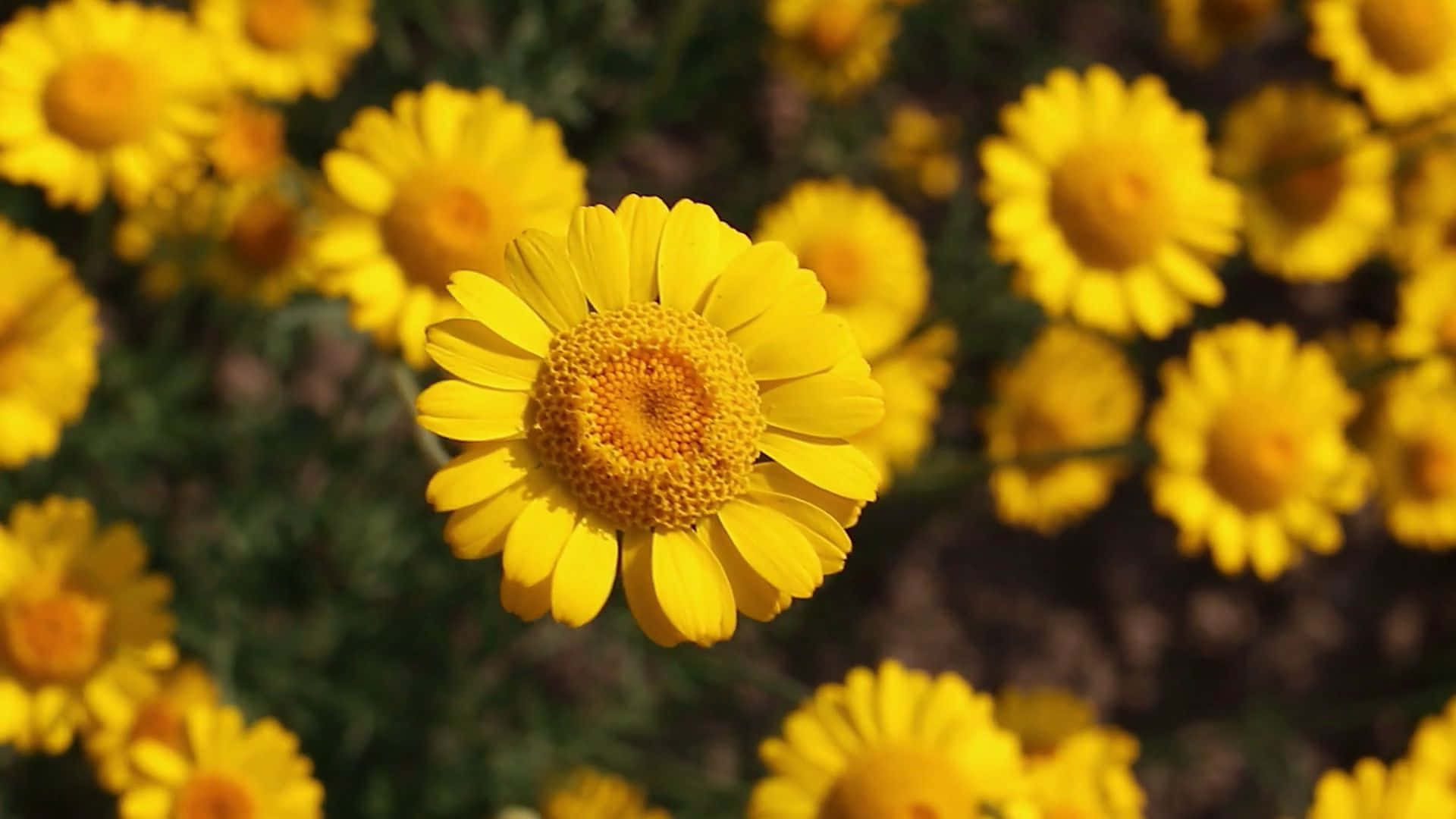 Daisy Laptop, vibrant yellow chamomile flower, bright sunlight, Full HD Desktop Wallpaper