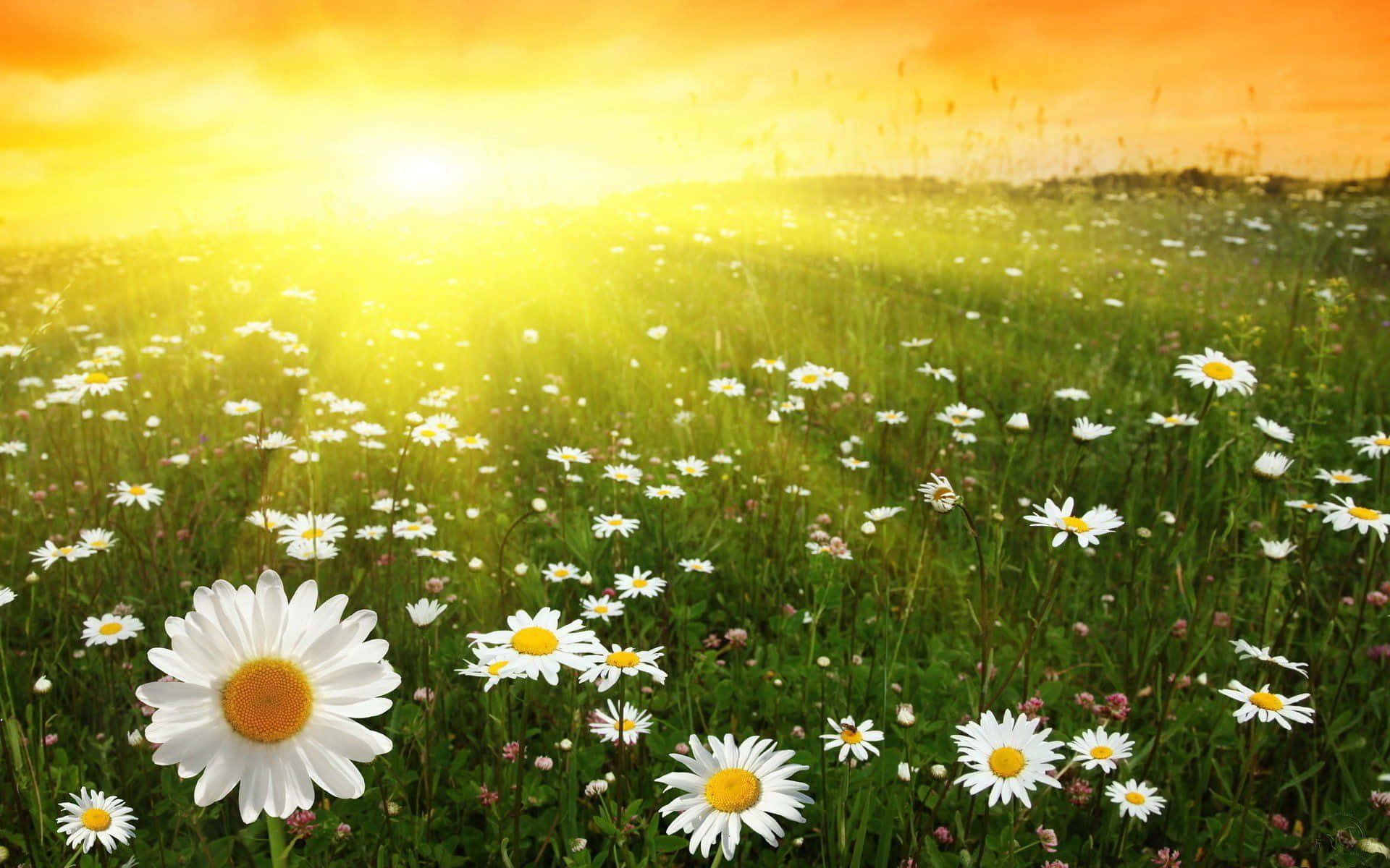 daisy laptop, daisies in the field, sunset, Full HD Desktop Wallpaper