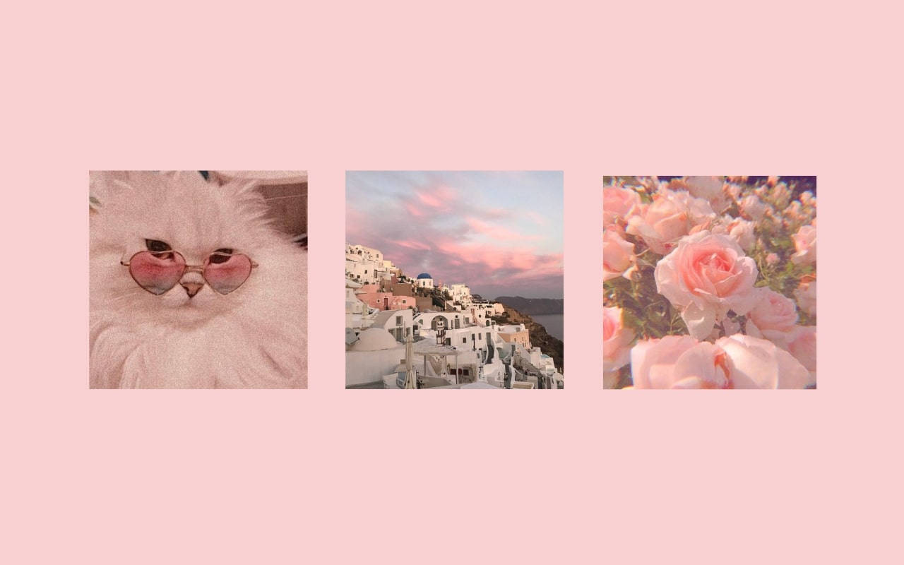Dainty Pink Pinterest Laptop, pink-hued, fluffy cat, HD Desktop Wallpaper