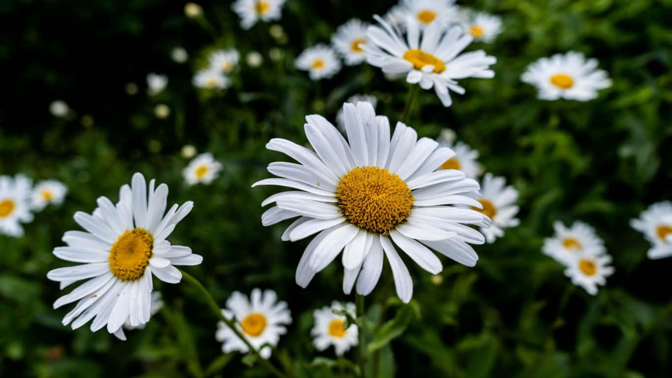 daisy laptop, white daisies, golden centers, HD Desktop Wallpaper