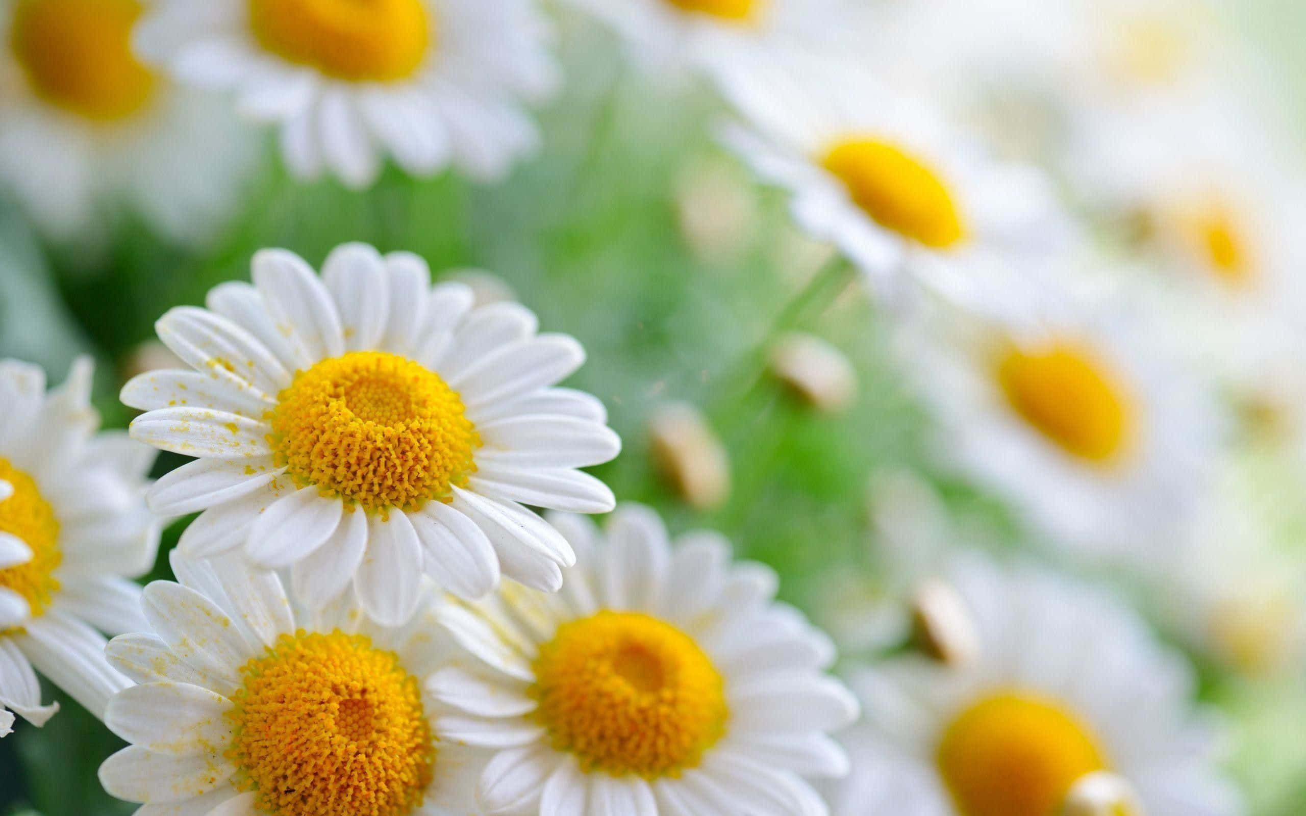 Daisy Aesthetic Computer, vibrant white daisies, bright yellow centers, 2K Desktop Wallpaper