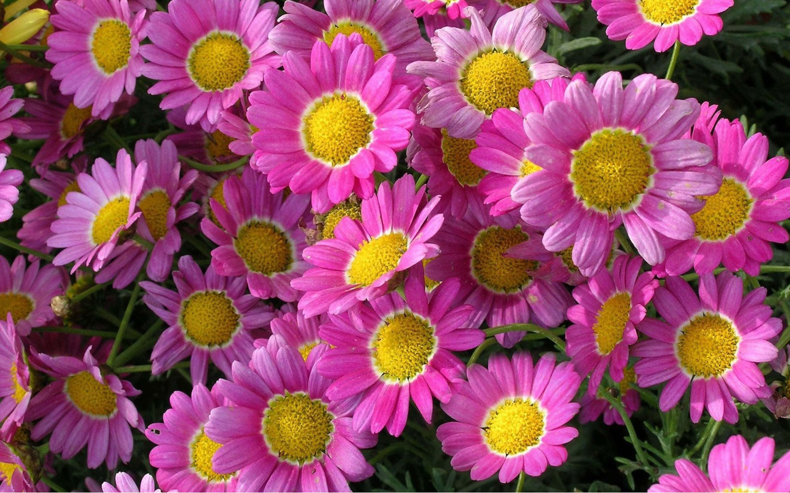 Daisy Laptop, vibrant pink daisies, bright yellow centers, 2K Desktop Wallpaper