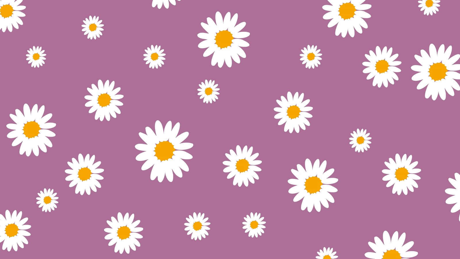 Daisy, purple, white daisies, HD Desktop Wallpaper