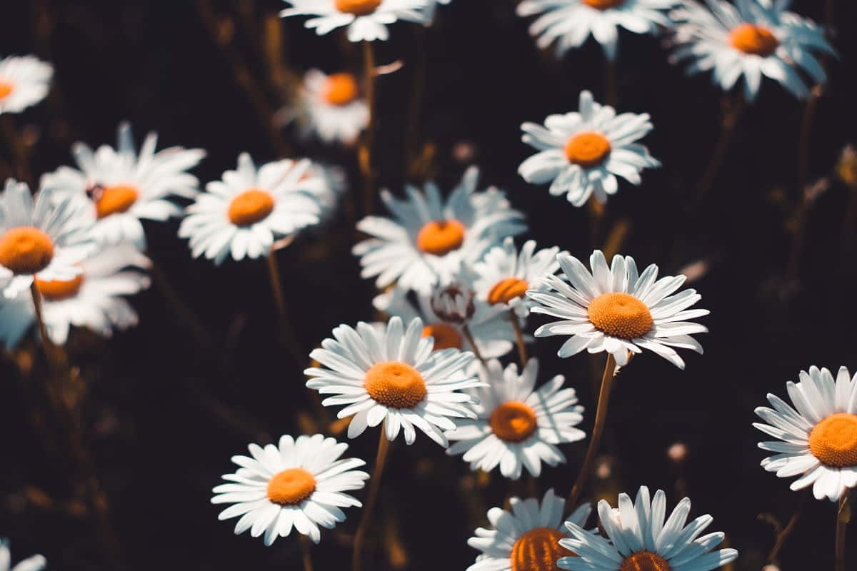 Daisy Aesthetic Computer, sunlit daisies, white petals, SD Desktop Wallpaper