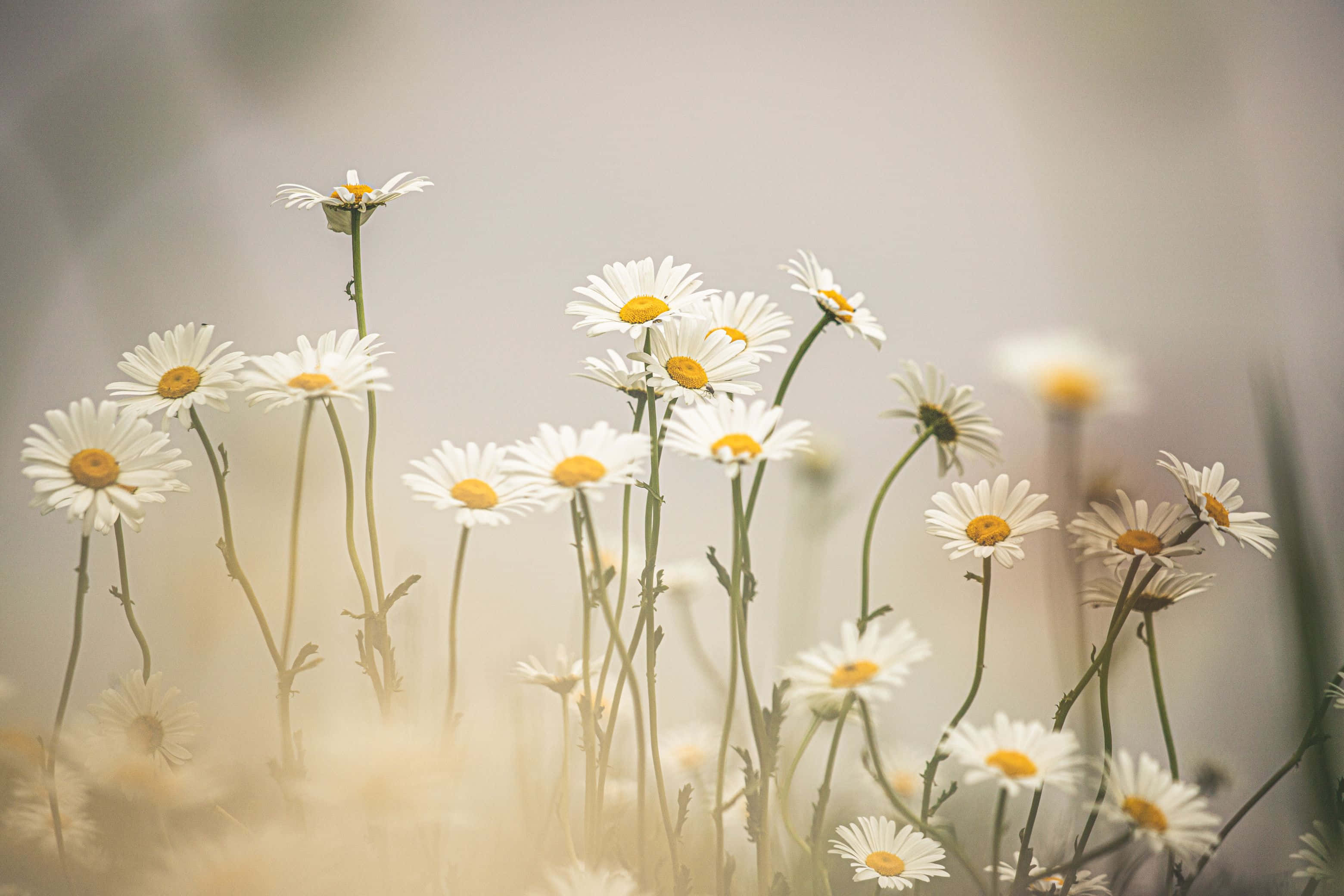 Daisy Aesthetic Computer, soft daisies, yellow centers, 2K Desktop Wallpaper