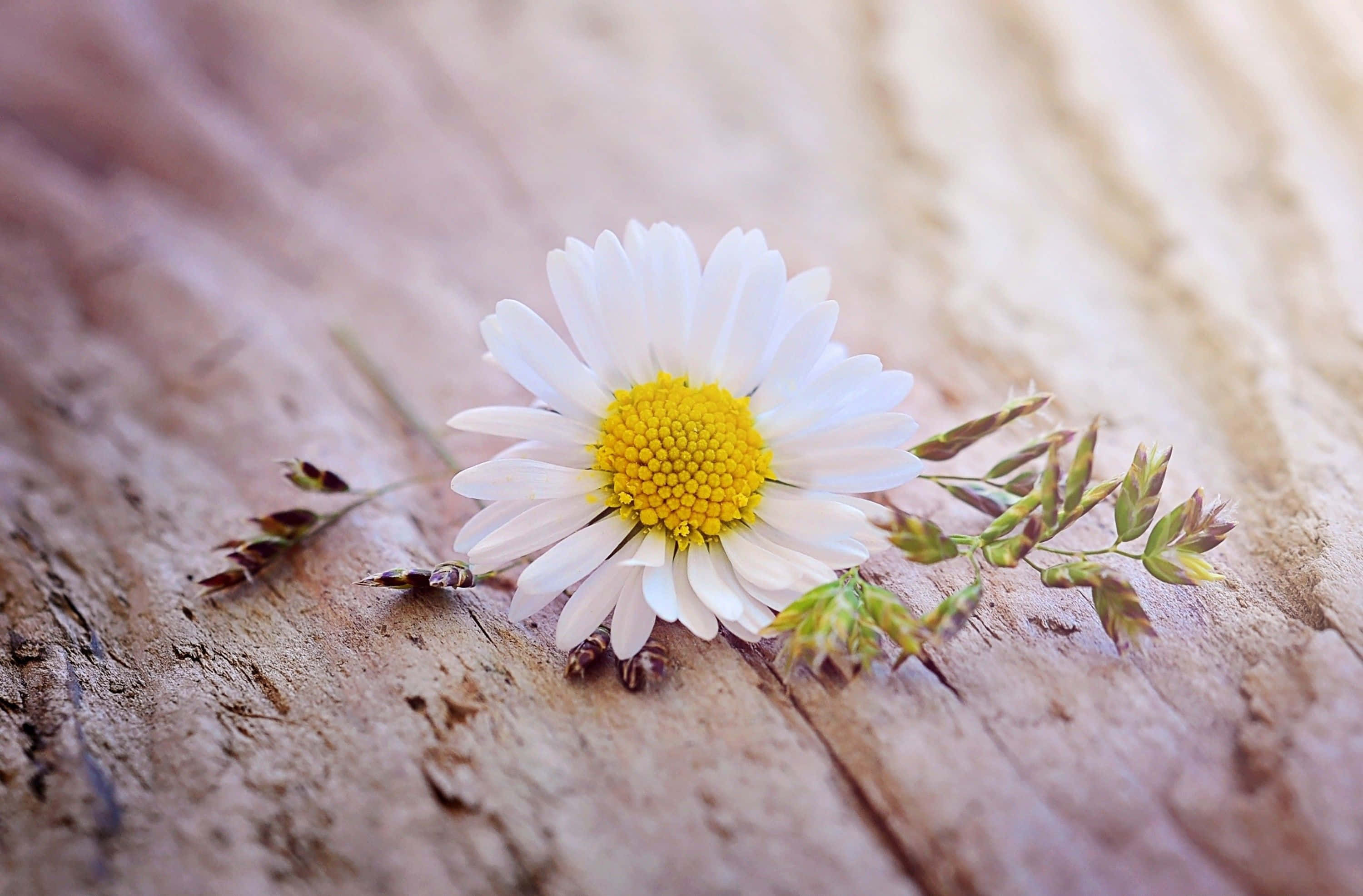 Daisy Laptop, white daisy, bright yellow center, 2K Desktop Wallpaper