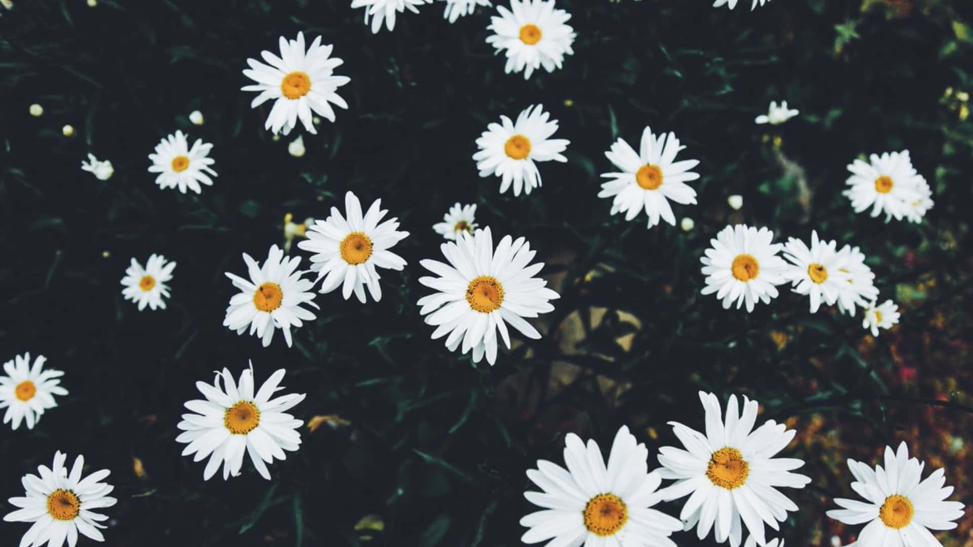 Daisy Aesthetic Computer, white daisies, yellow centers, Full HD Desktop Wallpaper