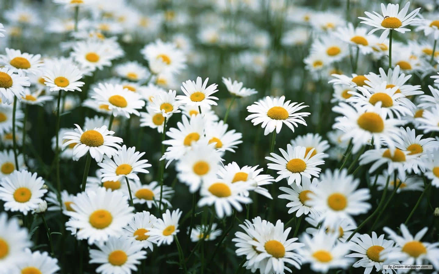 Daisy Aesthetic Computer, white daisies, bright yellow centers, HD Desktop Wallpaper