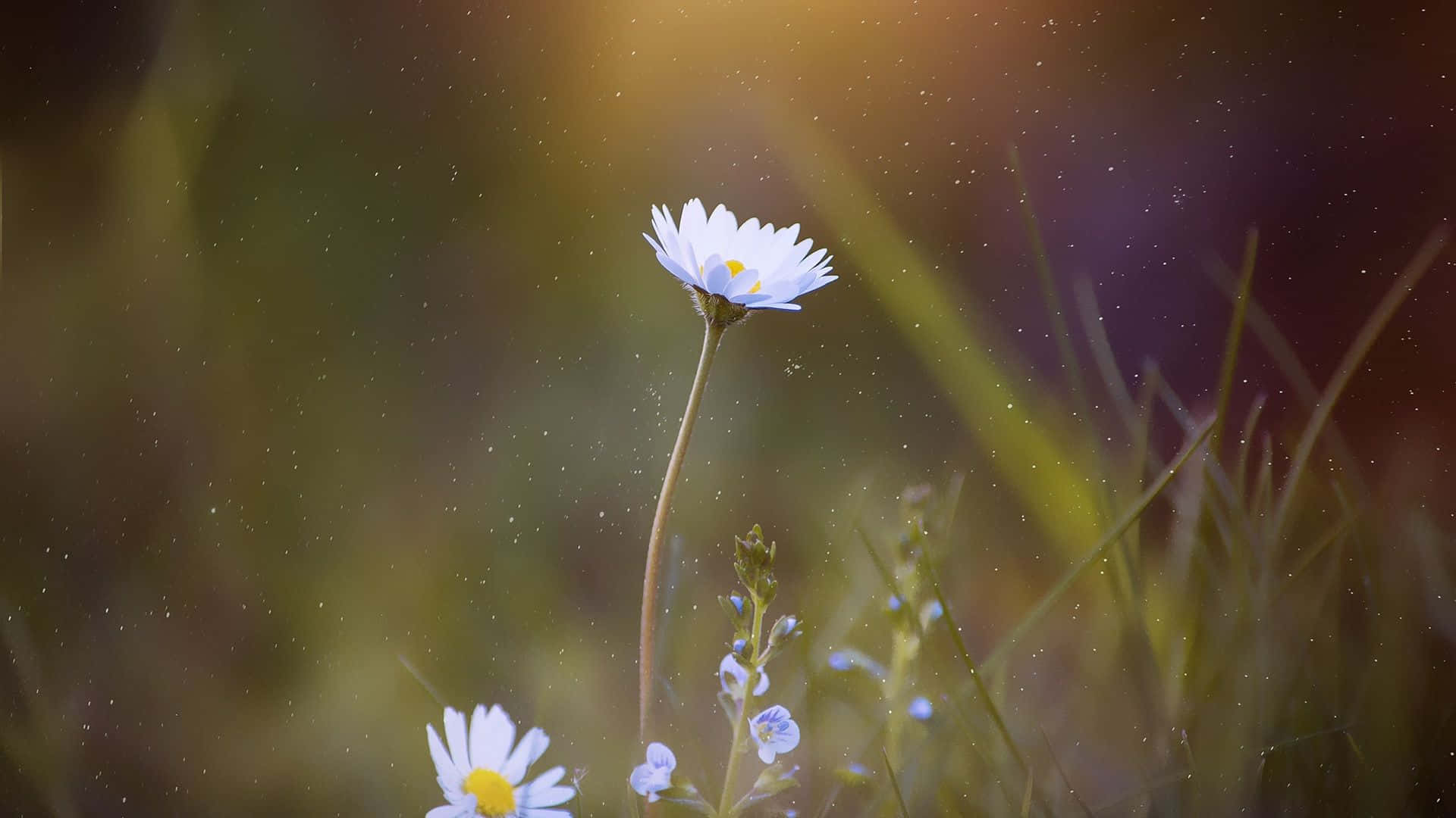 Daisy Laptop, white daisy, yellow center, Full HD Desktop Wallpaper