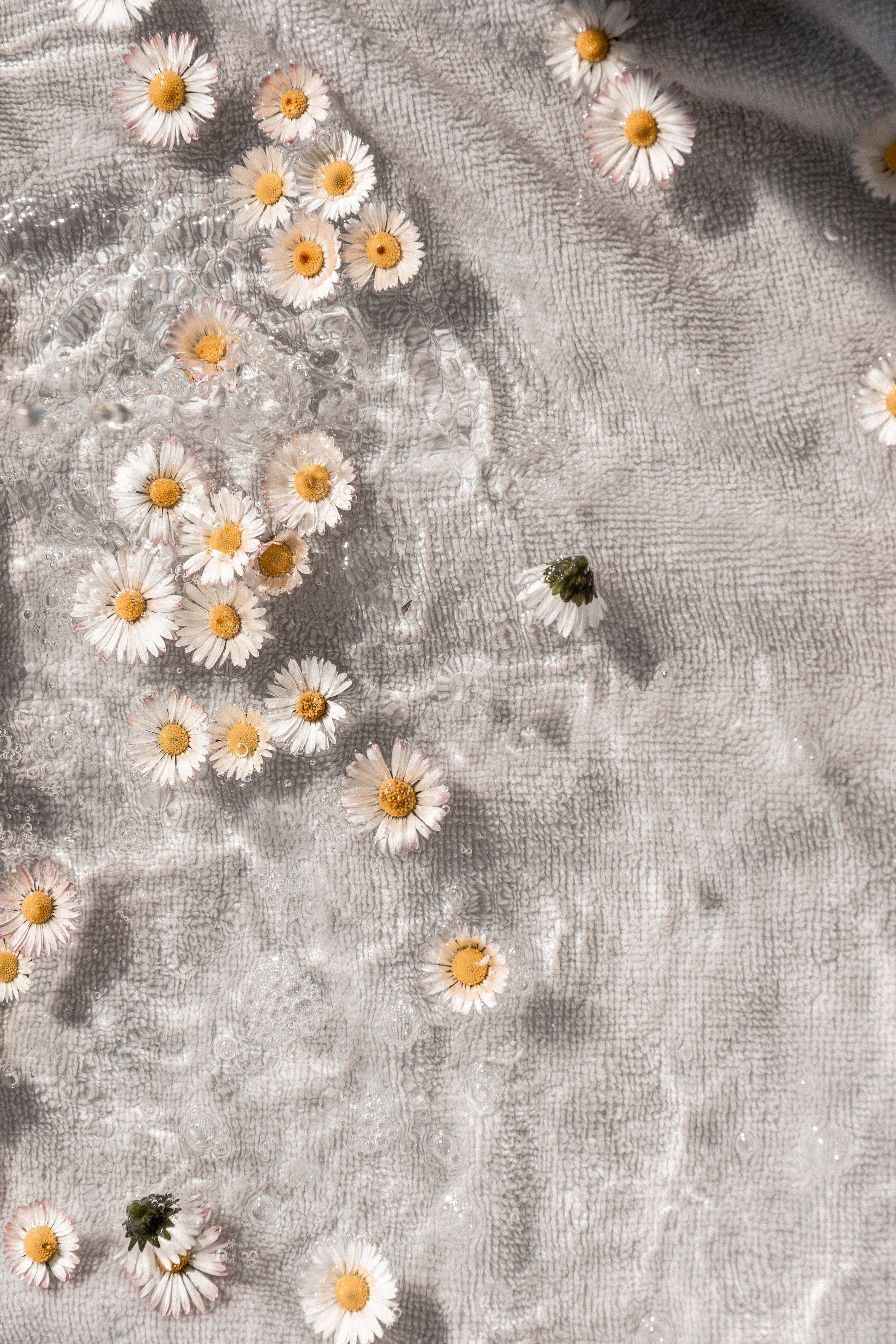 Daisy Aesthetic Computer, white daisies, clear water, 5K Phone Wallpaper