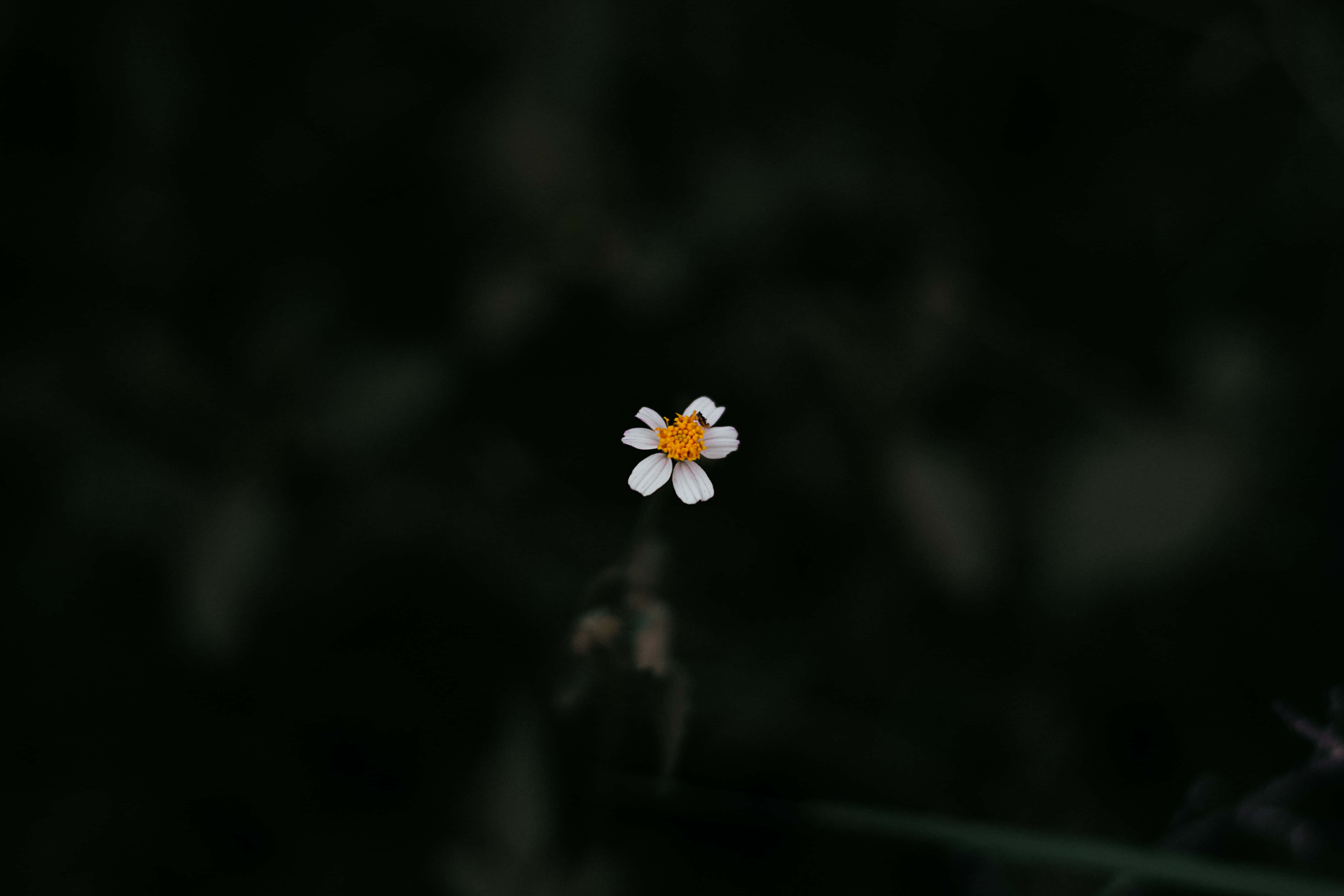 Daisy, aesthetic computer, white flower, 5K Desktop Wallpaper