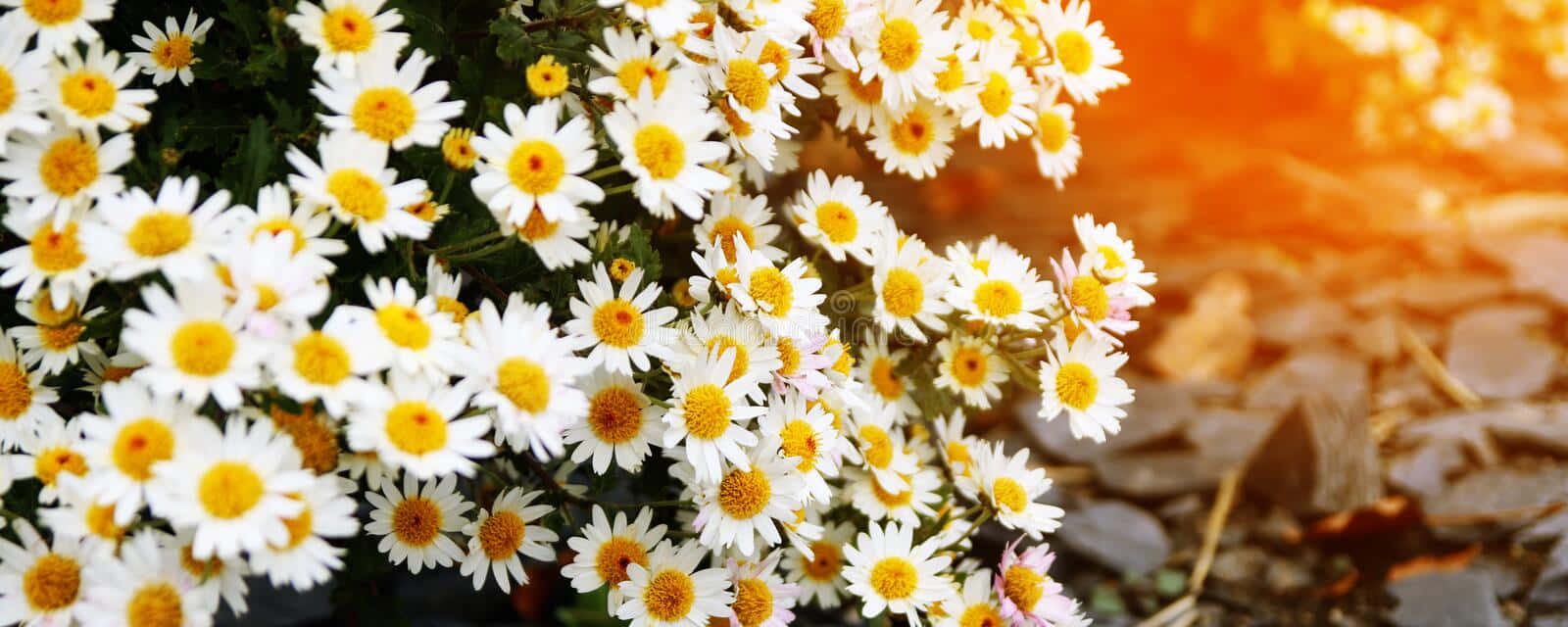 daisy, sunlight, golden sunset, HD Desktop Wallpaper