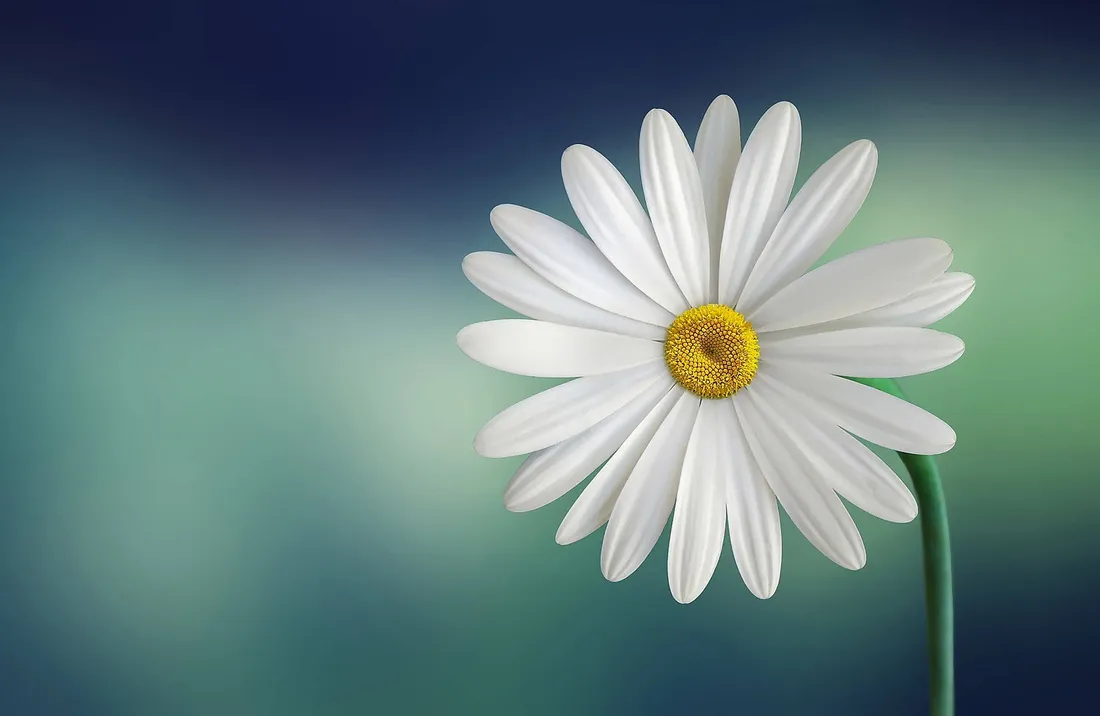Daisy Phone