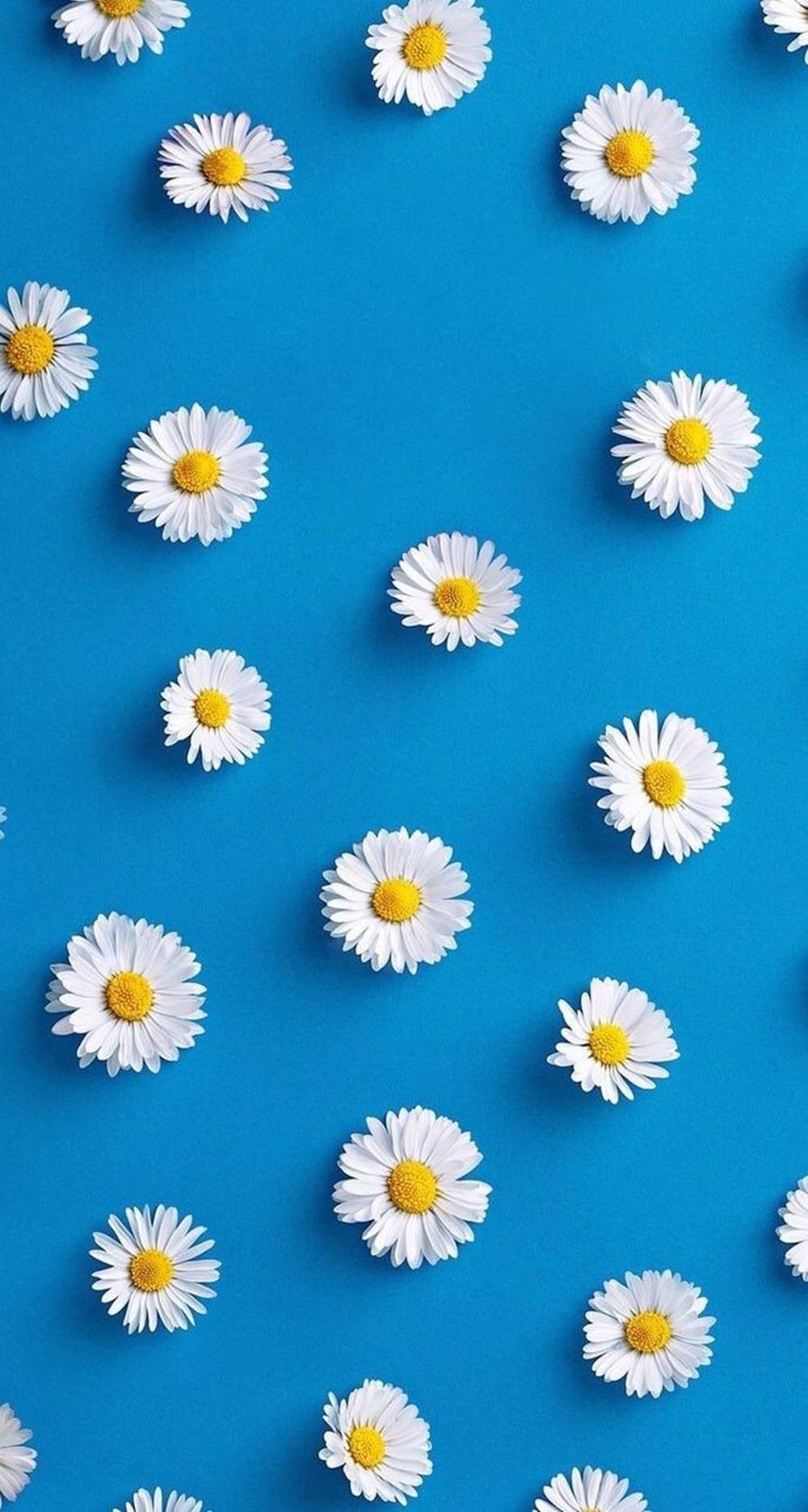Blue Daisy Phone, white daisies, yellow centers, HD Phone Wallpaper