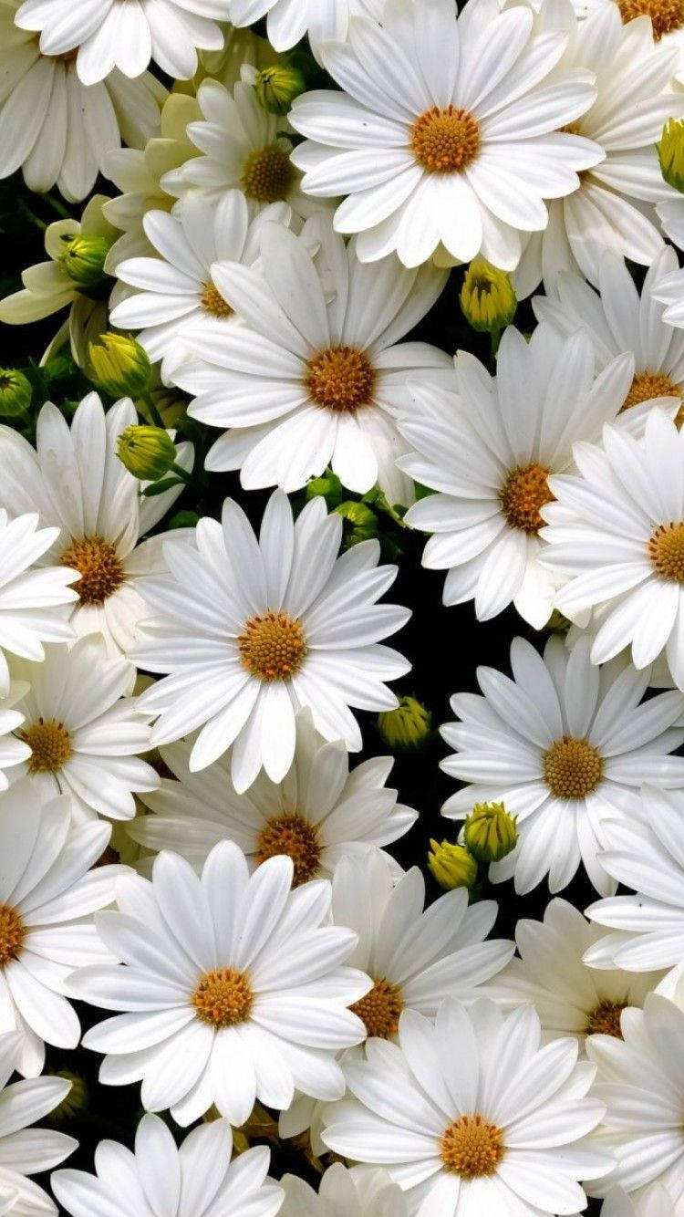 Daisy Phone, pristine white daisies, golden centers, HD Phone Wallpaper