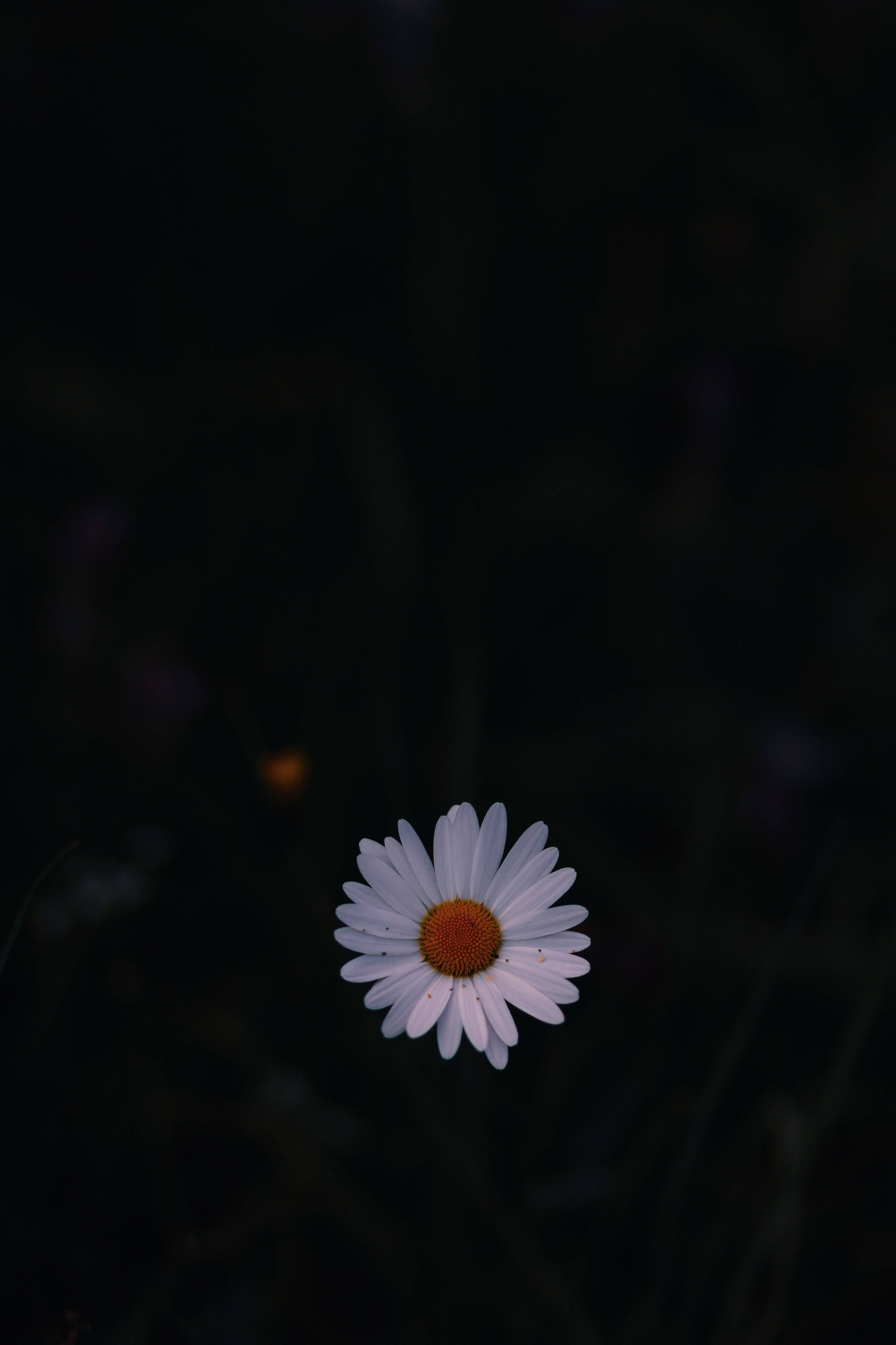 daisy, white daisy, yellow center, 5K Phone Wallpaper