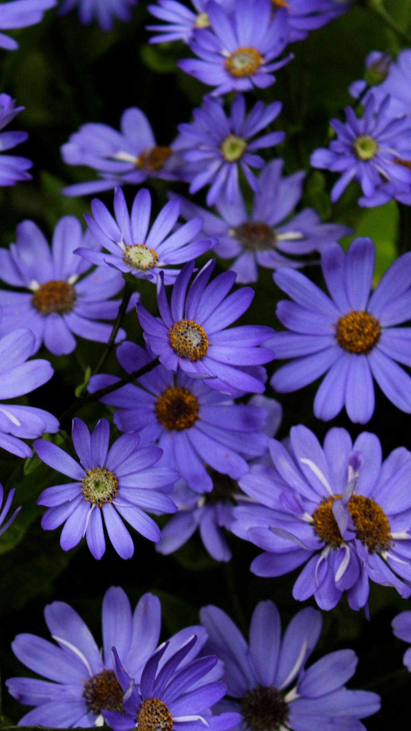 lavender daisy phone, vibrant purple daisies, golden centers, 2K Phone Wallpaper