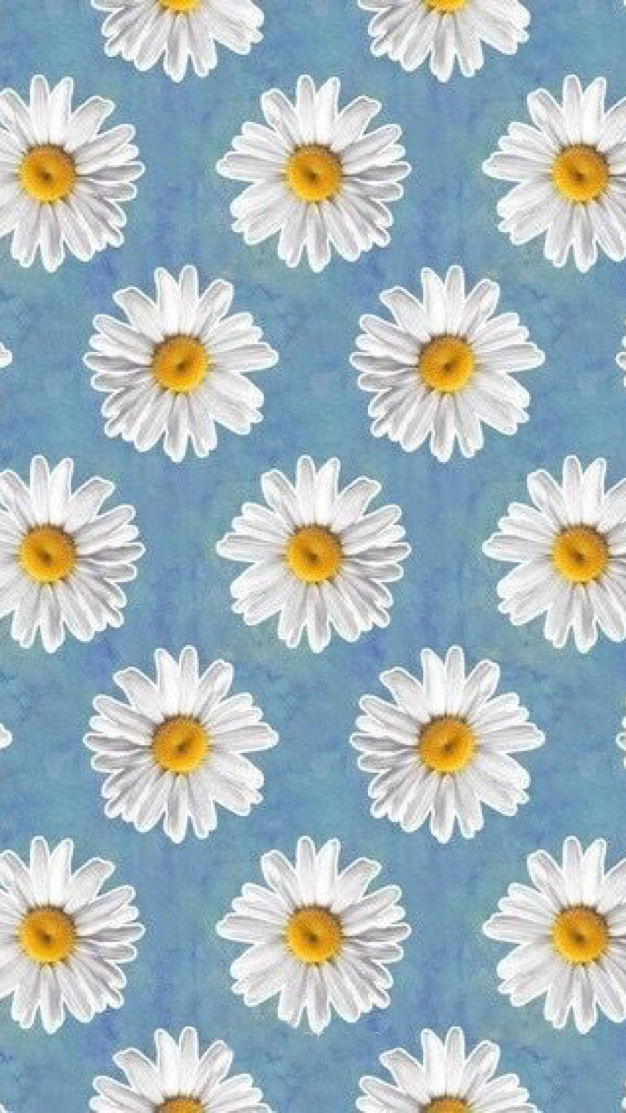 Daisy, baby blue background, white daisies, Full HD Phone Wallpaper
