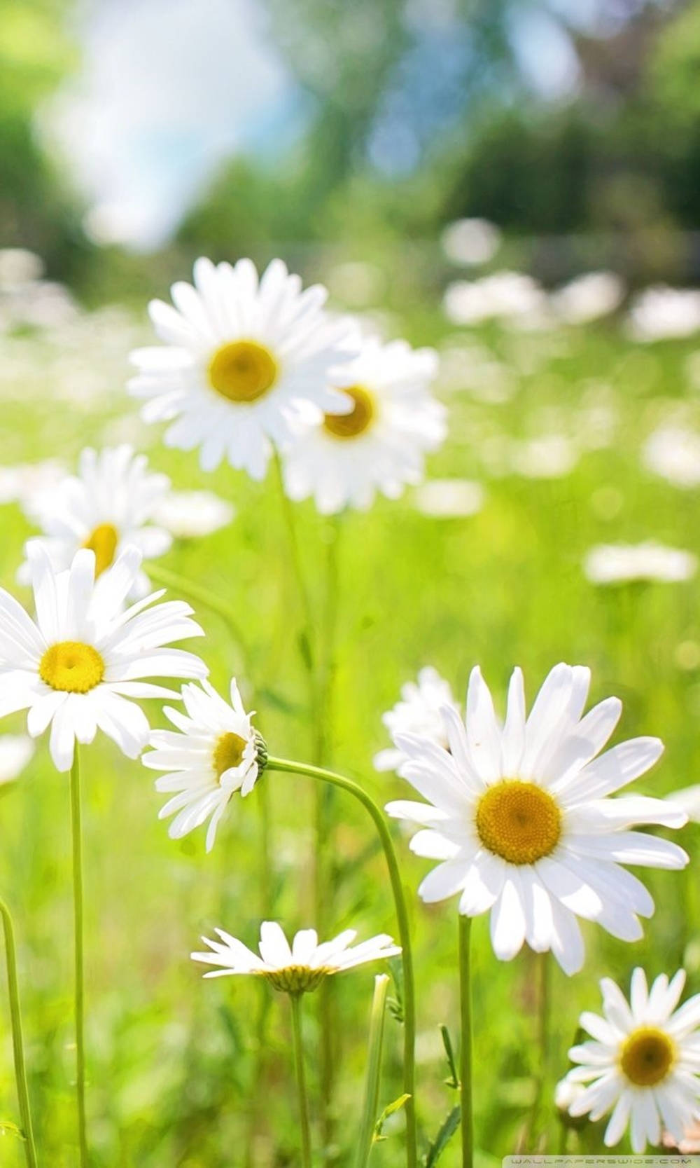 Daisy Phone, bright yellow centers, lush green meadow, HD Phone Wallpaper