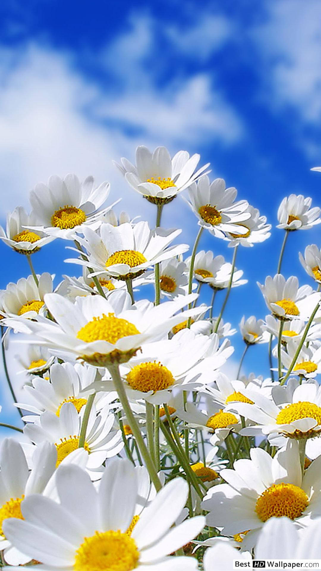 Daisies And Clouds Phone, white daisies, bright yellow centers, Full HD Phone Wallpaper