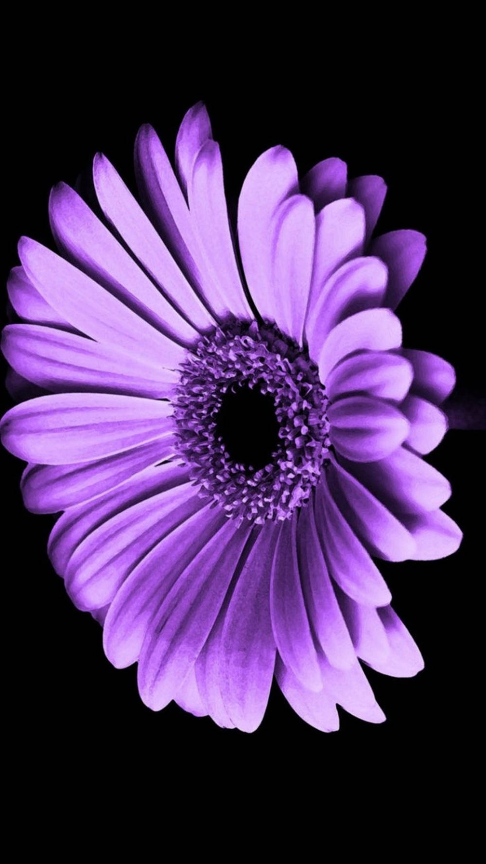 Daisy Phone, vibrant purple gerbera daisy, layered petals, HD Phone Wallpaper