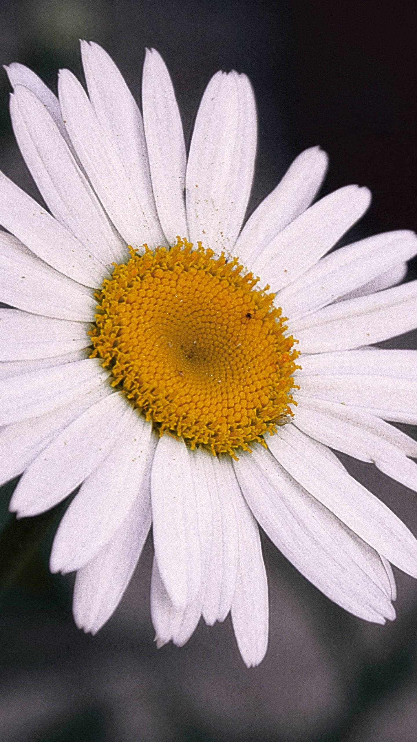 white daisy phone, pristine white petals, vibrant yellow center, 2K Phone Wallpaper