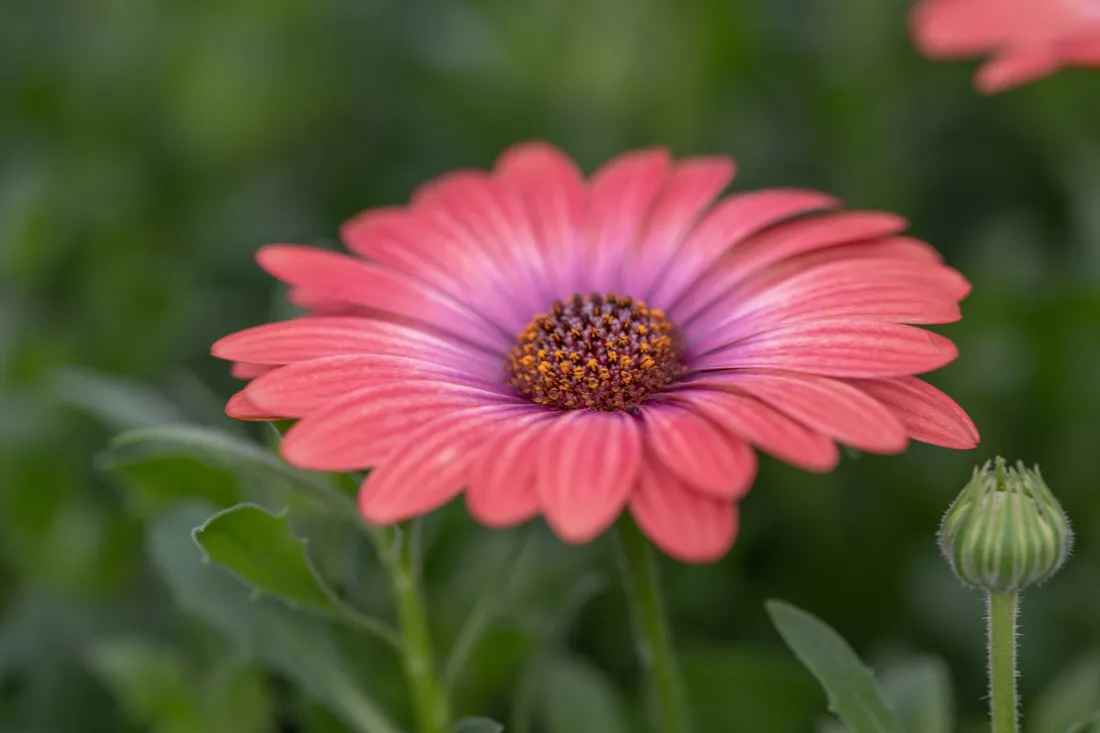 Daisy Wallpapers
