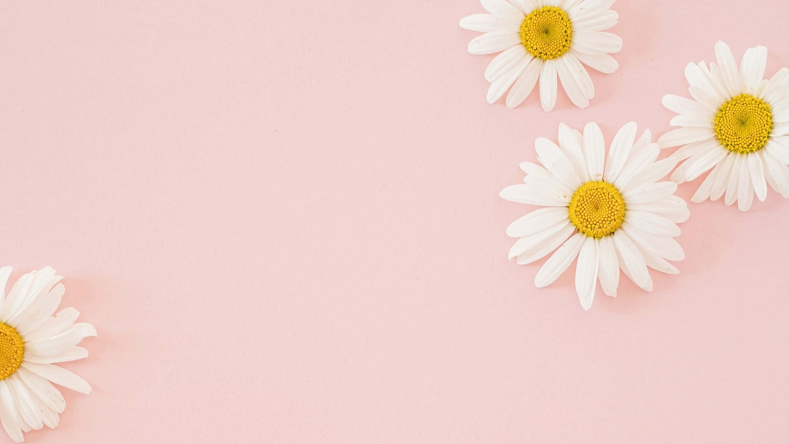 Daisies, light pink, white petals, 2K Desktop Wallpaper