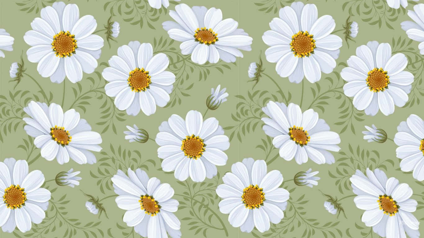 Daisy, olive green, white daisies, HD Desktop Wallpaper