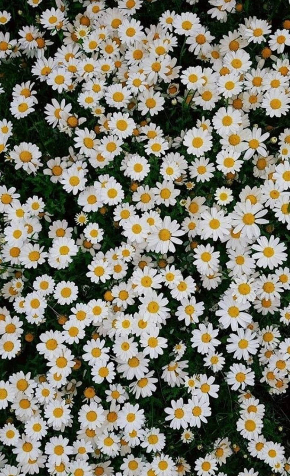 Daisy, white daisies, bright yellow centers, HD Phone Wallpaper