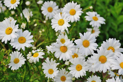 daisy, white daisies, bright yellow centers, SD Desktop Wallpaper