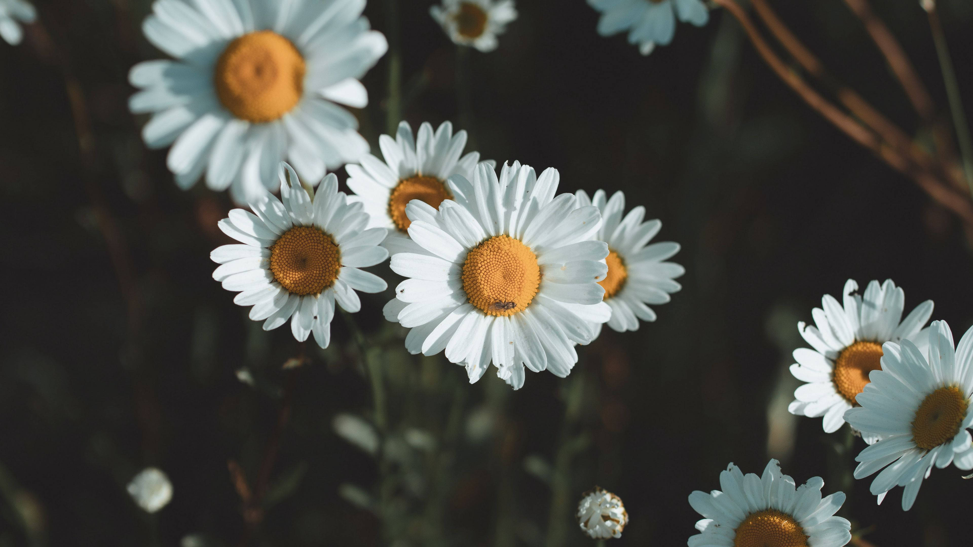 Daisy, white petals, golden centers, 4K Desktop Wallpaper